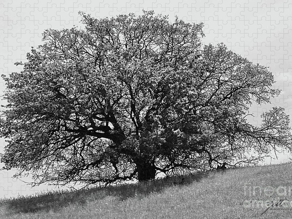 Landscape Jigsaw Puzzle featuring the photograph Majestic Oak by Suzette Kallen
