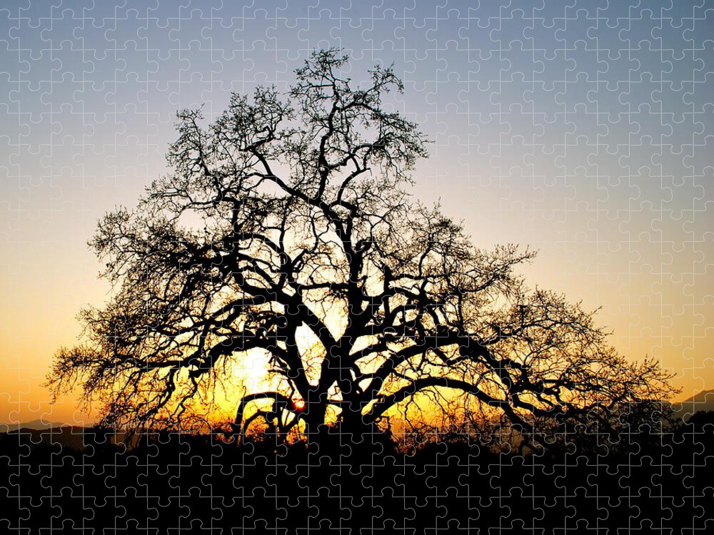 Oak Tree Jigsaw Puzzle featuring the photograph Majestic Oak Tree Sunset by Liz Vernand