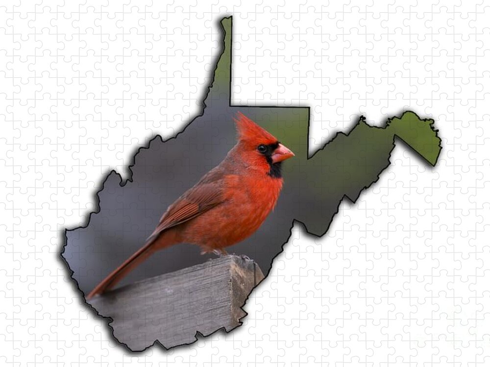 Male; Cardinal; Bird; Red; Posing; Outdoors; Nature Jigsaw Puzzle featuring the photograph Male cardinal perched on rail by Dan Friend