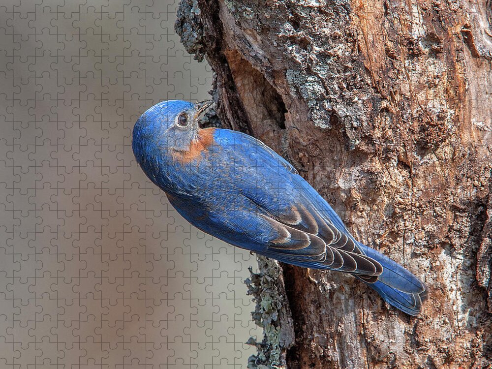 Nature Jigsaw Puzzle featuring the photograph Male Eastern Bluebird at Nest Hole DSB0292 by Gerry Gantt