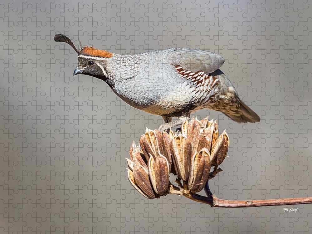 Bird Jigsaw Puzzle featuring the photograph Male Gambel's Quail on Yucca Pods by Fred J Lord