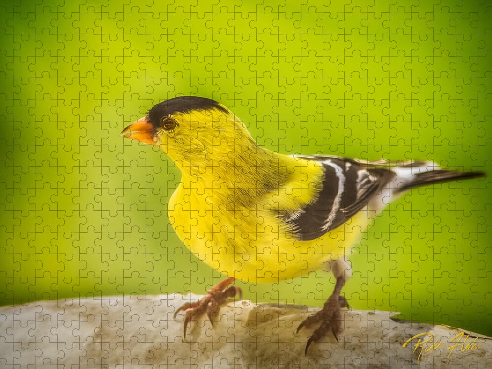 Animals Jigsaw Puzzle featuring the photograph Male Goldfinch by Rikk Flohr