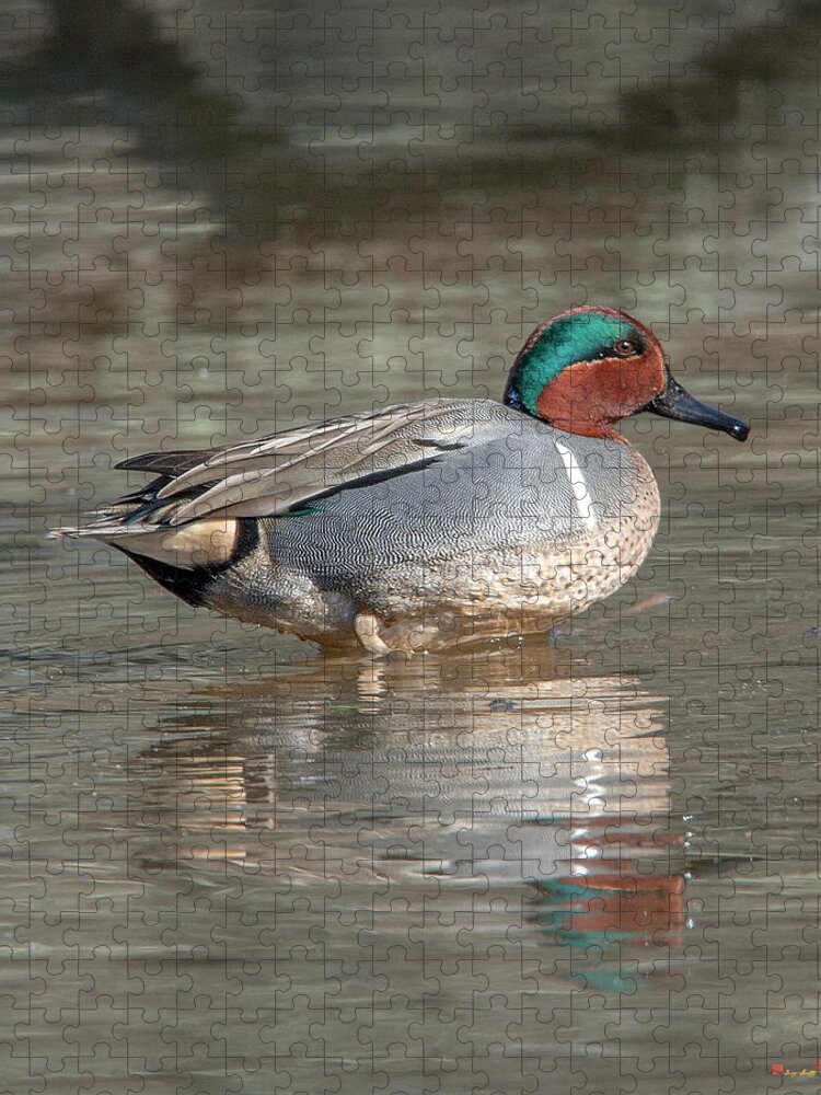 Nature Jigsaw Puzzle featuring the photograph Male Green-winged Teal DWF0171 by Gerry Gantt