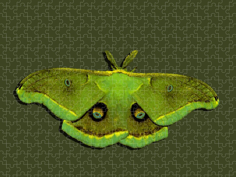 Polyphemus Moth Jigsaw Puzzle featuring the photograph Male Moth Green and Yellow .png by Al Powell Photography USA