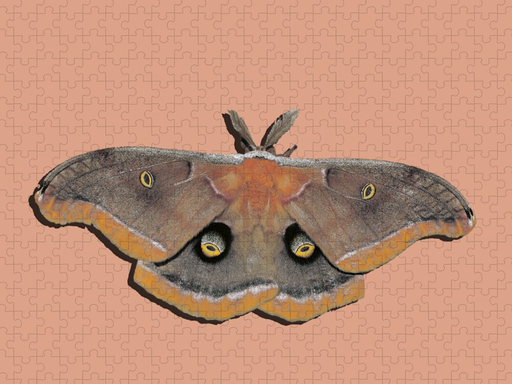 Polyphemus Moth Jigsaw Puzzle featuring the photograph Male Moth Orange and Brown .png by Al Powell Photography USA