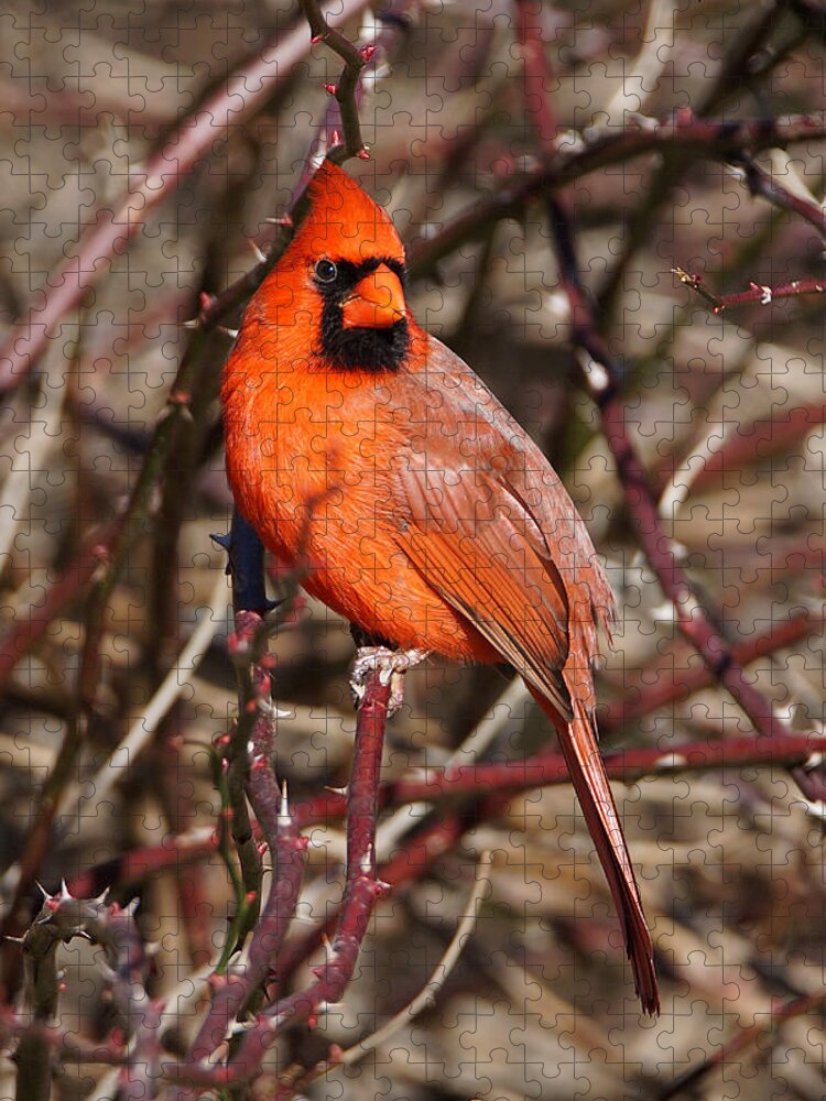 Cardinal Jigsaw Puzzle featuring the photograph Male Northern Cardinal by Alan Hutchins