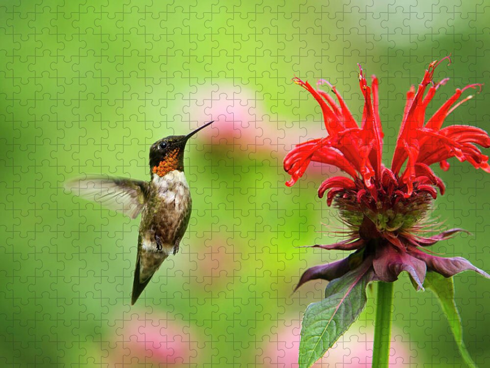 Hummingbird Jigsaw Puzzle featuring the photograph Male Ruby-Throated Hummingbird Hovering Near Flowers by Christina Rollo
