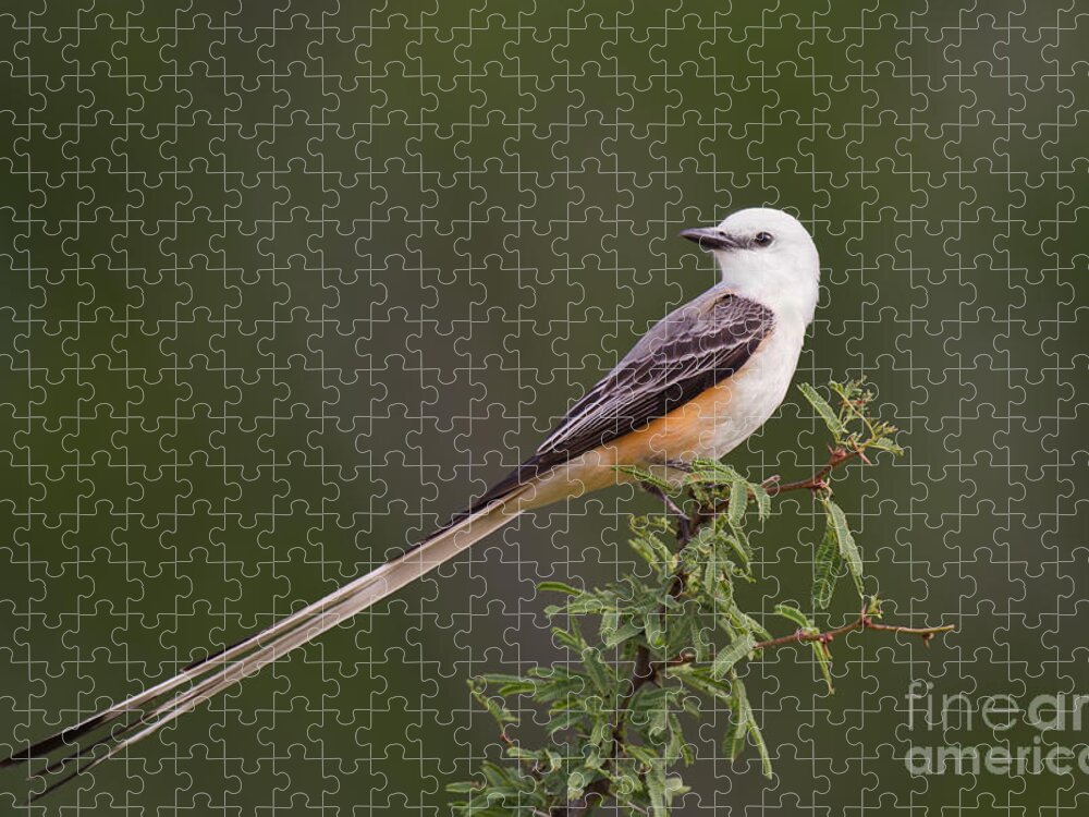Dave Welling Jigsaw Puzzle featuring the photograph Male Scissor-tail Flycatcher Tyrannus Forficatus Wild Texas by Dave Welling