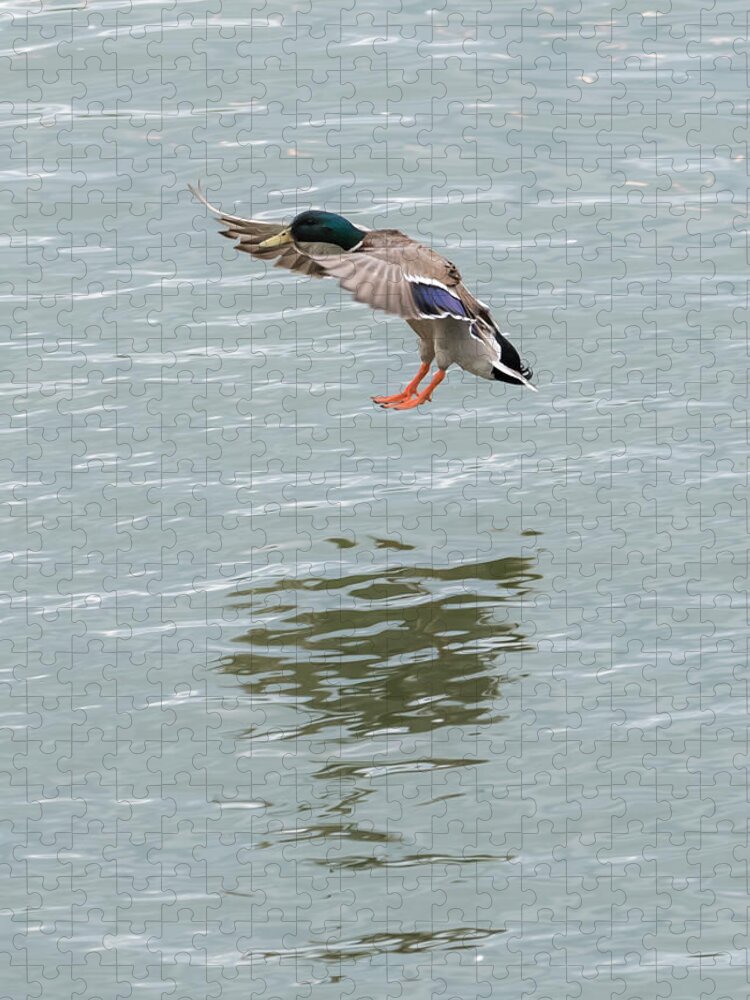 Mallard Jigsaw Puzzle featuring the photograph Mallard Drake Coming In For A Landing On The Ohio by Holden The Moment