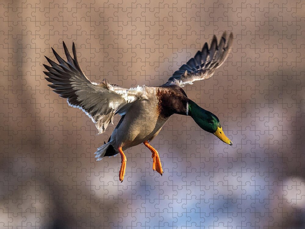 Mallard Jigsaw Puzzle featuring the photograph Mallard Dropping In by Paul Freidlund