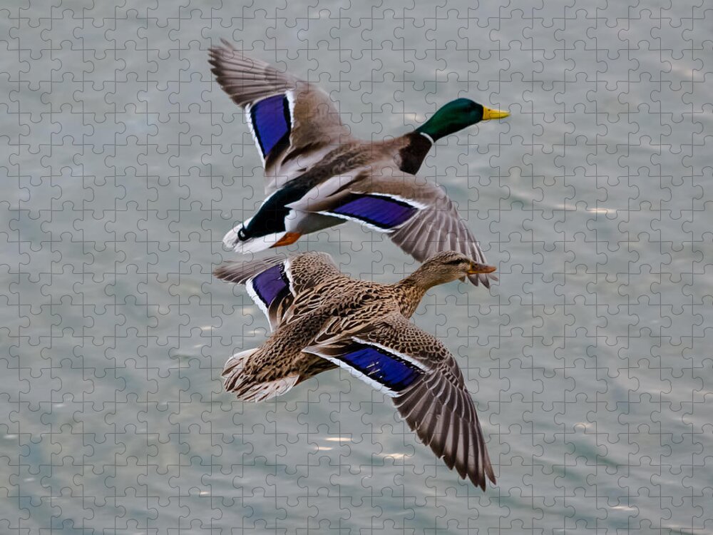 Mallards Jigsaw Puzzle featuring the photograph Mallards in Flight by Holden The Moment
