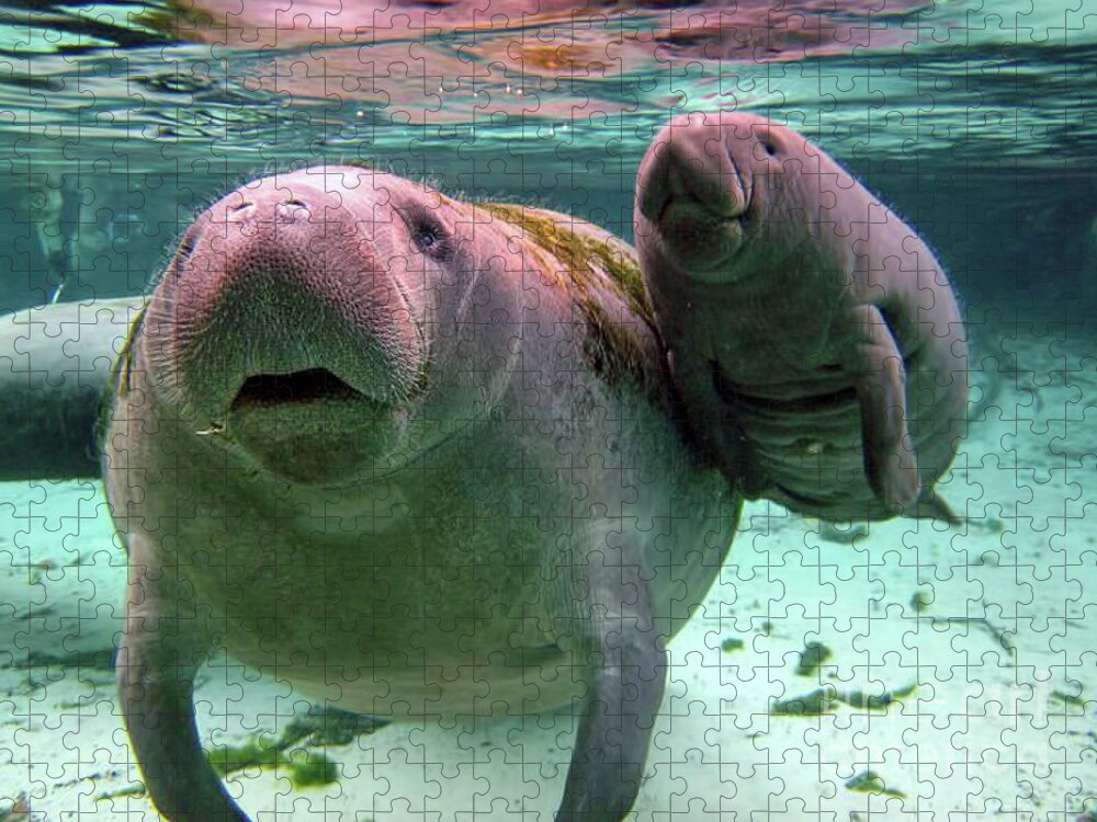 Manatee Jigsaw Puzzle featuring the photograph Manatee Mom And Calf by D Hackett