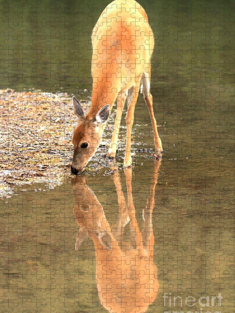 Deer Jigsaw Puzzle featuring the photograph Deer Reflections by Adam Jewell