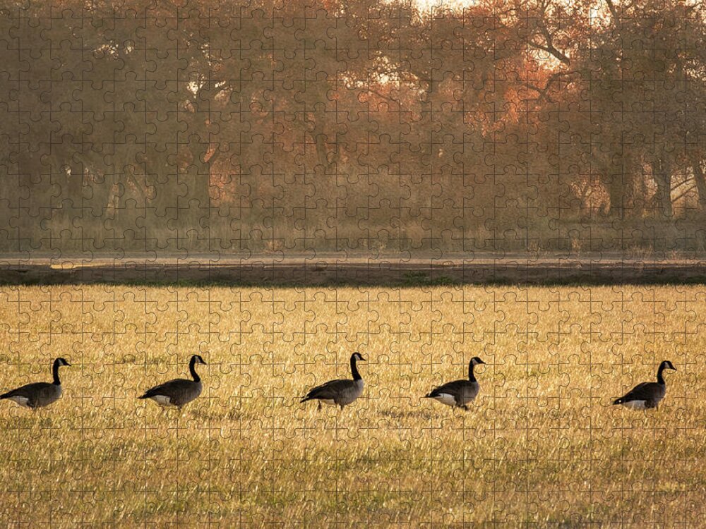 Scenics Jigsaw Puzzle featuring the photograph March of the Geese by Mary Lee Dereske
