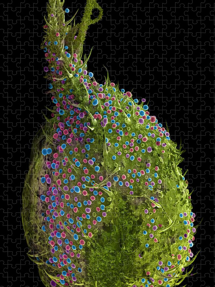 Biological Jigsaw Puzzle featuring the photograph Marijuana Female Flower, SEM by Ted Kinsman