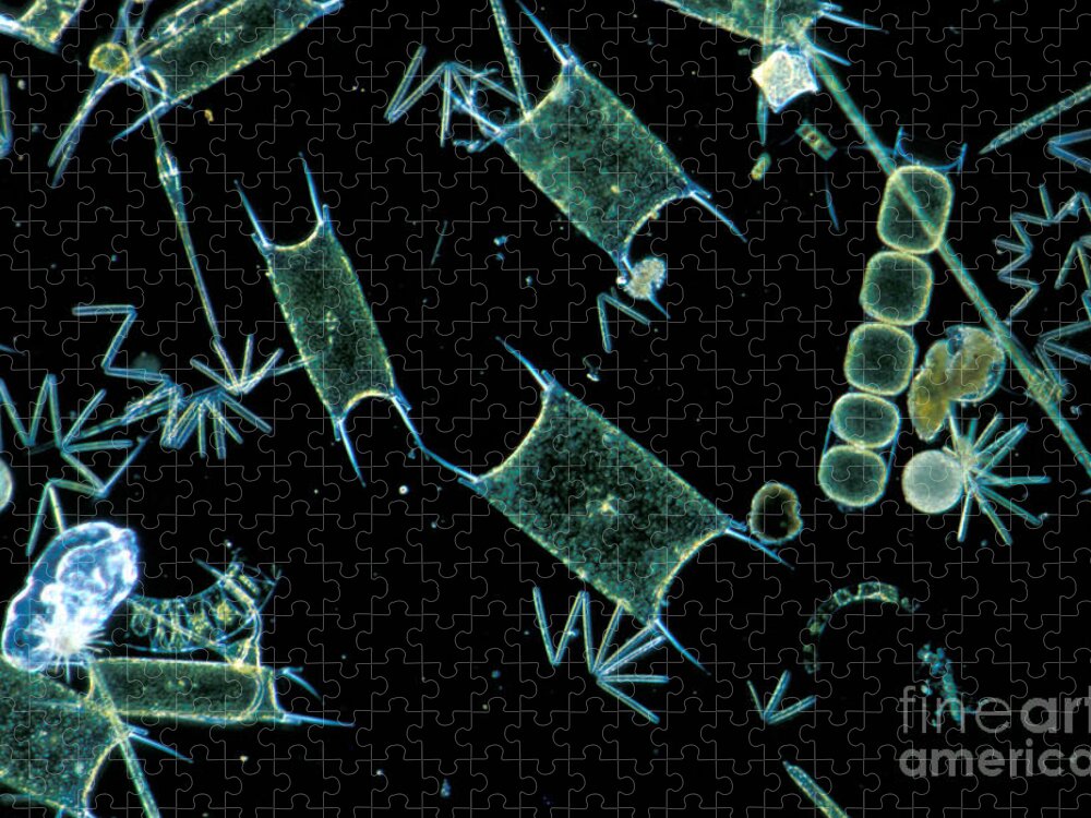 Diatom Jigsaw Puzzle featuring the photograph Marine Phytoplankton by DP Wilson and Photo Researchers