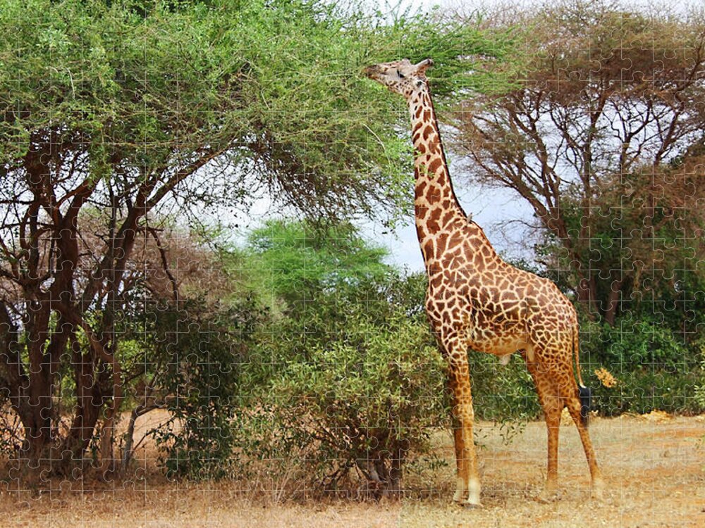 Masai Giraffe Jigsaw Puzzle featuring the photograph Masai Giraffe by Ellen Henneke