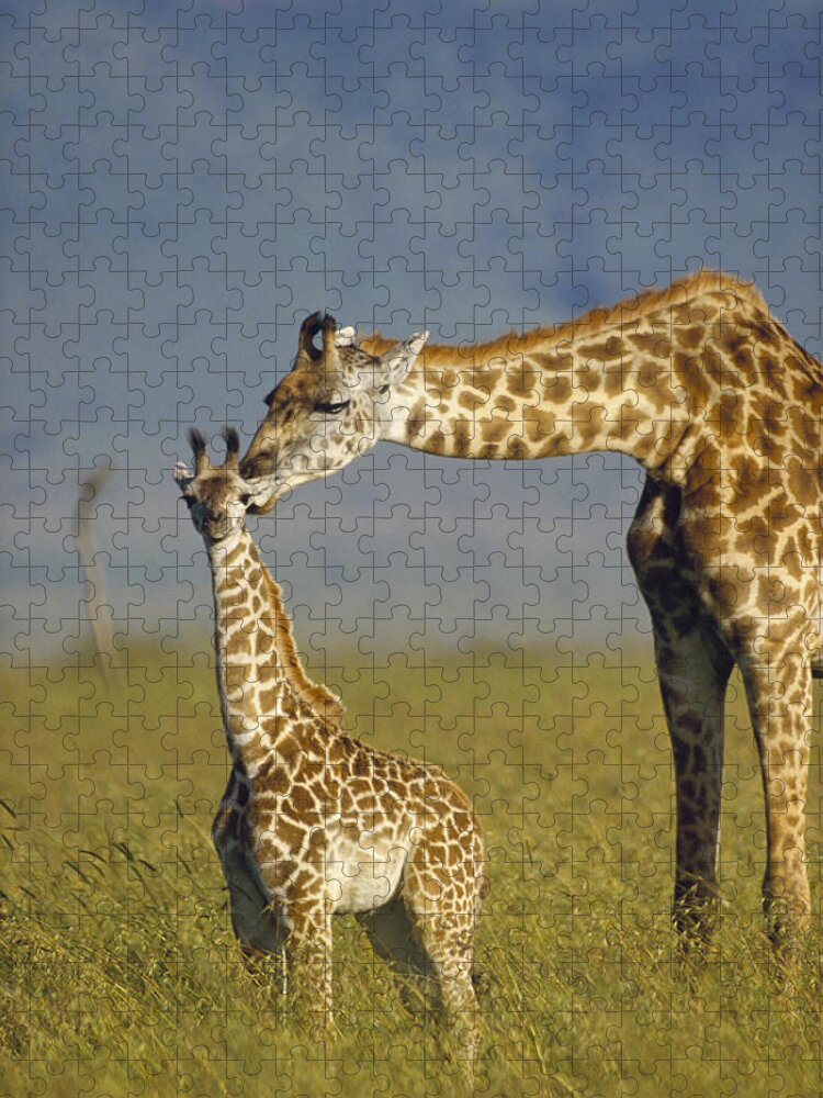 Mp Jigsaw Puzzle featuring the photograph Masai Giraffe Mother And Young Kenya by Tim Fitzharris