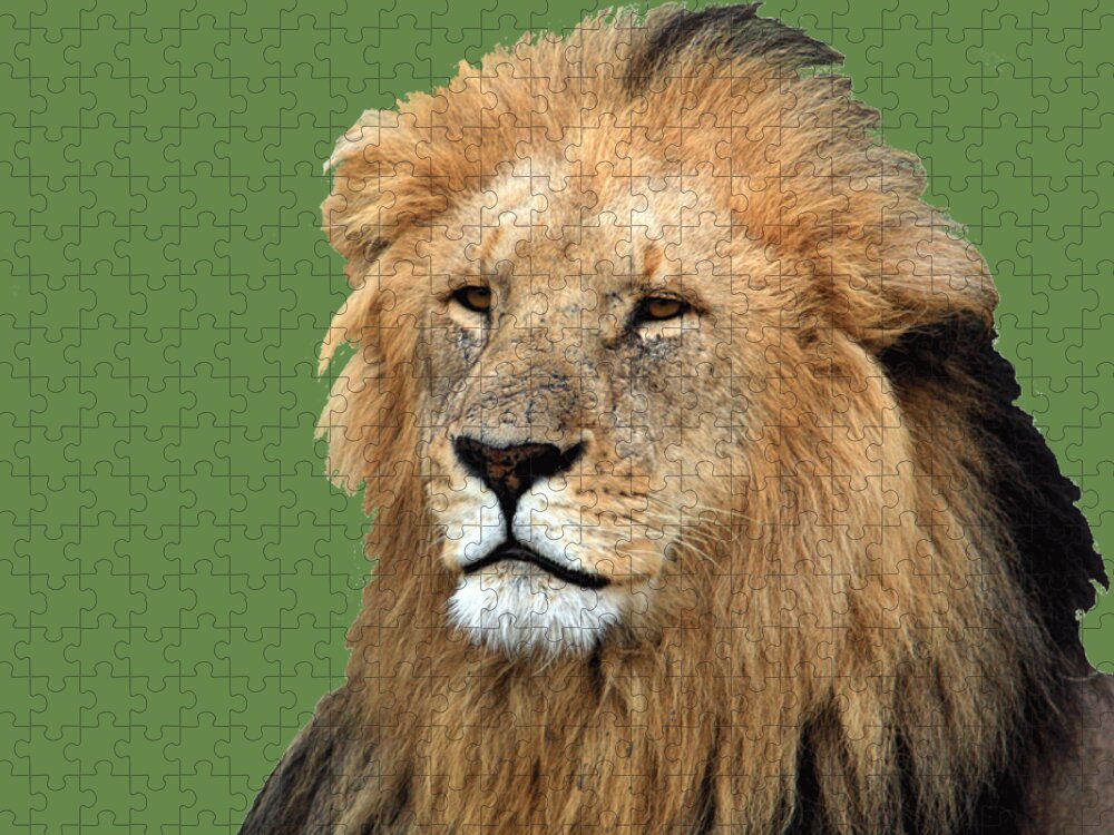 Lion Jigsaw Puzzle featuring the photograph Masai Mara Lion Portrait  by Aidan Moran