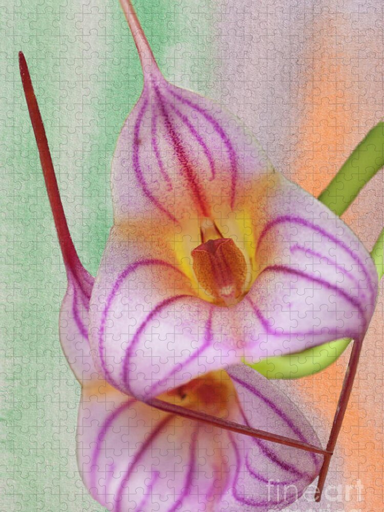 Orchid Jigsaw Puzzle featuring the photograph Masdevallia Orchid Pink Stripes by Heiko Koehrer-Wagner