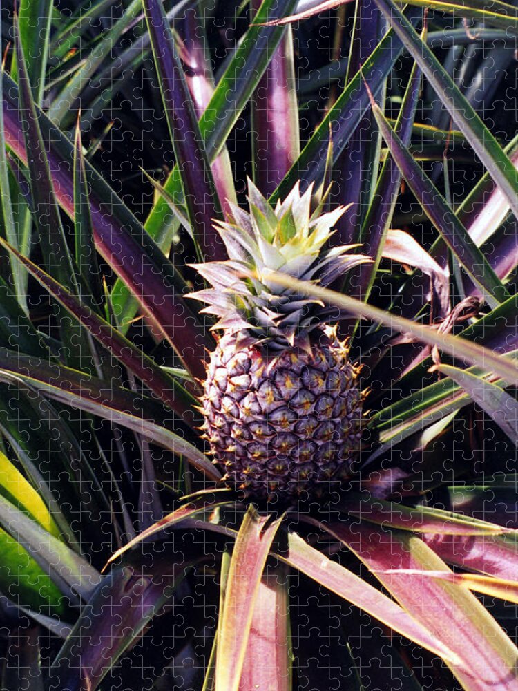 Pineapple Jigsaw Puzzle featuring the photograph Maui Gold Pineapple by Pierre Leclerc Photography