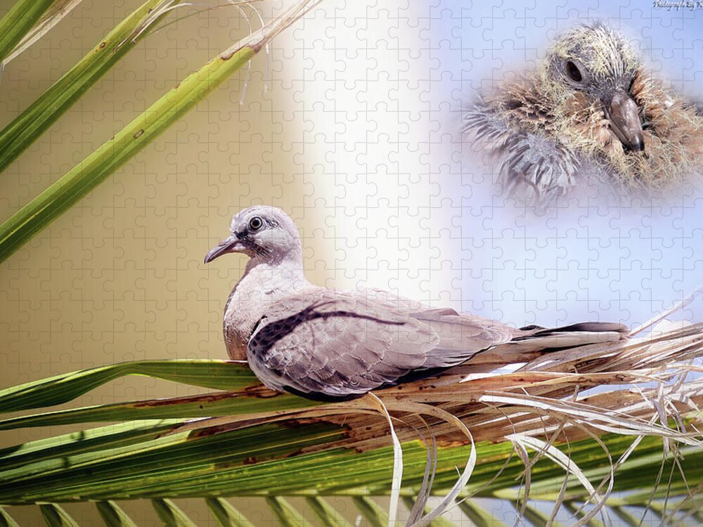 Dove Chicks Jigsaw Puzzle featuring the photograph Me all grown up 01 by Kevin Chippindall