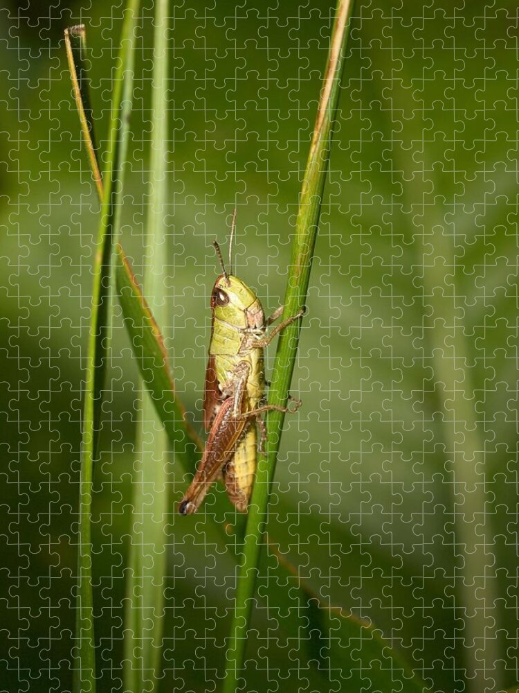 Lehtokukka Jigsaw Puzzle featuring the photograph Meadow grasshopper by Jouko Lehto