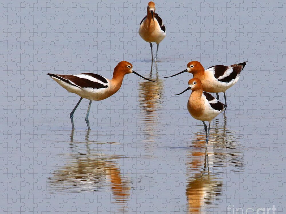 American Avocet Jigsaw Puzzle featuring the photograph Meeting of the Minds by Marty Fancy