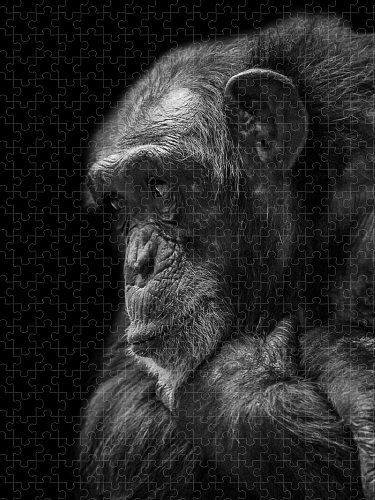 Chimpanzee Jigsaw Puzzle featuring the photograph Melancholy by Paul Neville