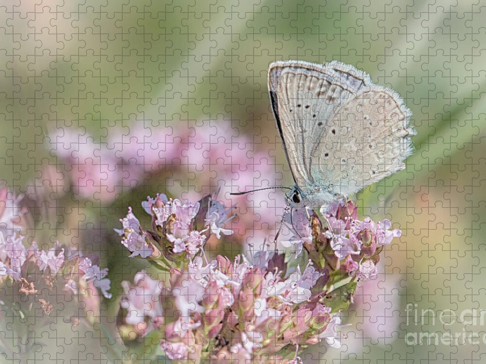 Animal Jigsaw Puzzle featuring the photograph Meleagers blue butterfly by Jivko Nakev