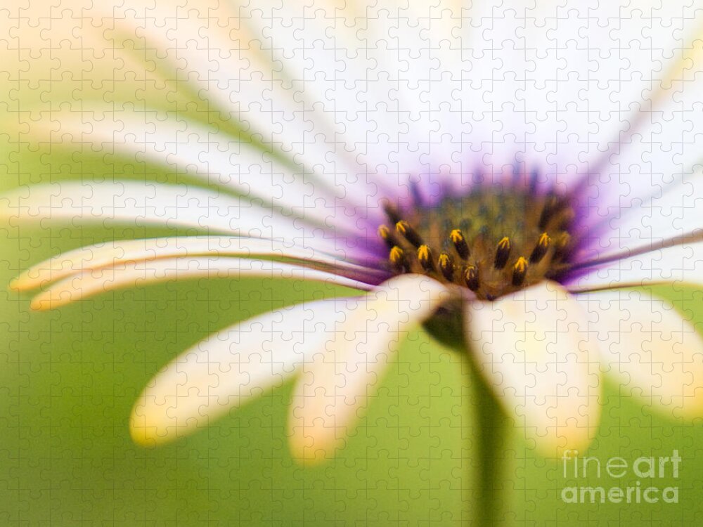 Flowers Jigsaw Puzzle featuring the photograph Melon Symphony Macro 3 by Dorothy Lee