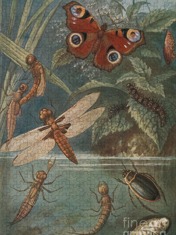 Animal Jigsaw Puzzle featuring the photograph Metamorphoses, Life Cycle Of Insects by Science Source