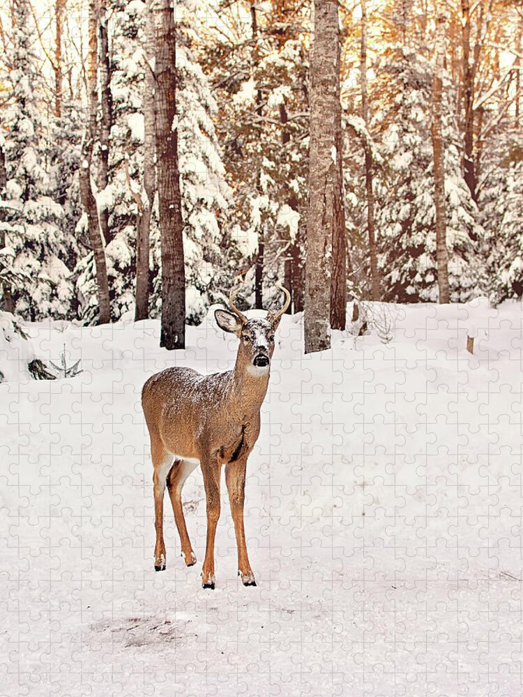 Michigan Whitetail Deer Jigsaw Puzzle featuring the photograph Michigan Whitetail Print by Gwen Gibson