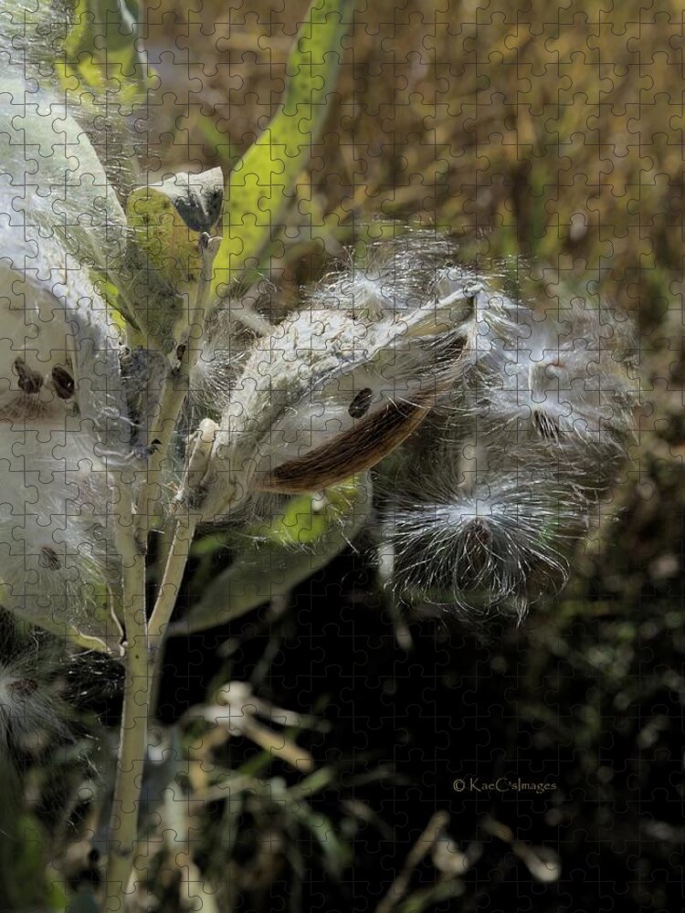 Wild Plant Jigsaw Puzzle featuring the photograph Milkweed Seeds Taking Flight #2 by Kae Cheatham