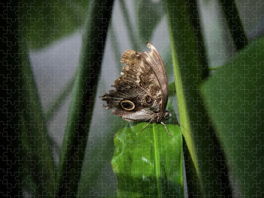 Owl Butterfly Jigsaw Puzzle featuring the photograph Misty Morning Owl by Karen Wiles