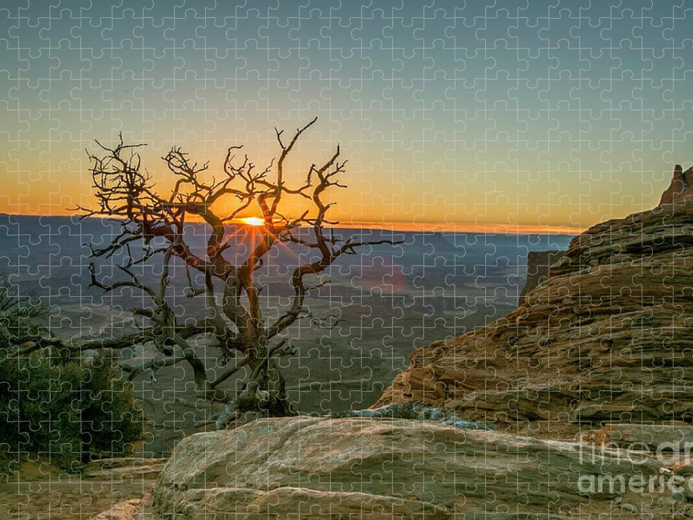 Tree Jigsaw Puzzle featuring the photograph Moab Tree by Kristal Kraft