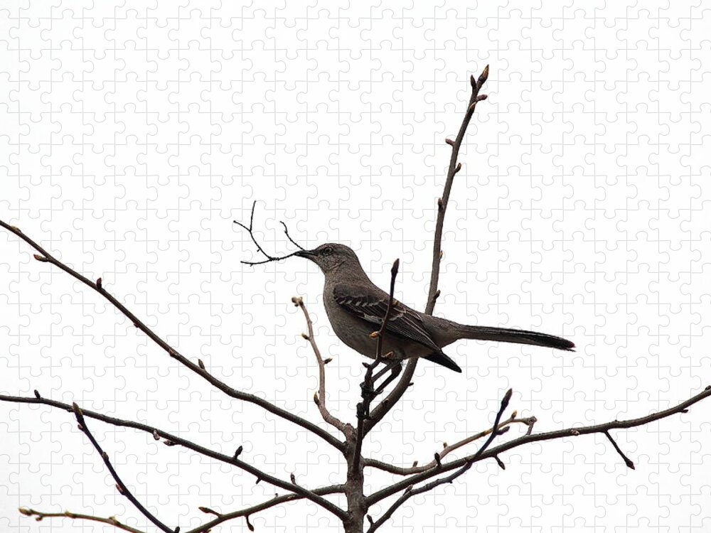 Bird Jigsaw Puzzle featuring the photograph Mockingbird With Twig by Allen Nice-Webb