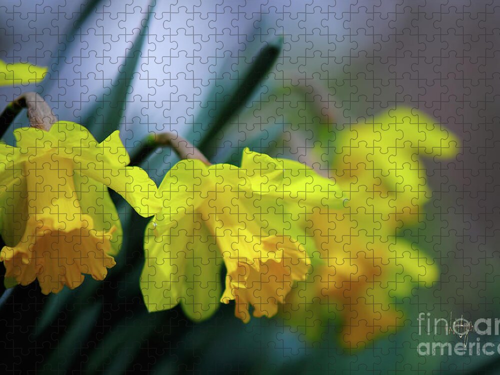 Daffodil Jigsaw Puzzle featuring the photograph Mom's Daffs by Lois Bryan
