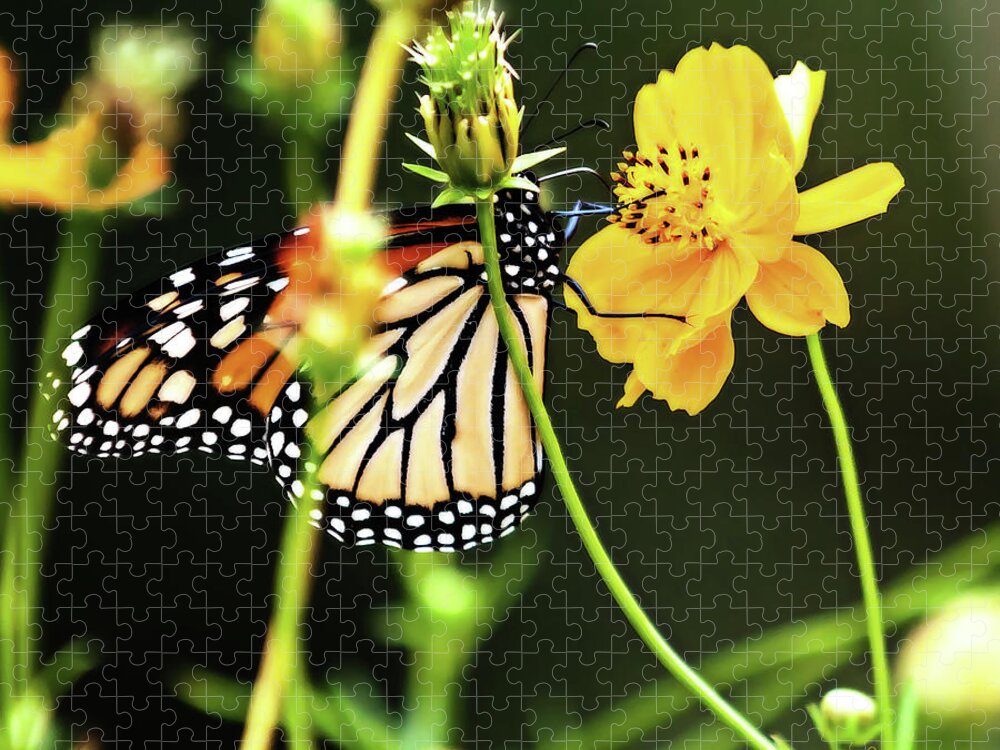 Heron Heaven Jigsaw Puzzle featuring the photograph Monarch Butterfly And Flower by Ed Peterson