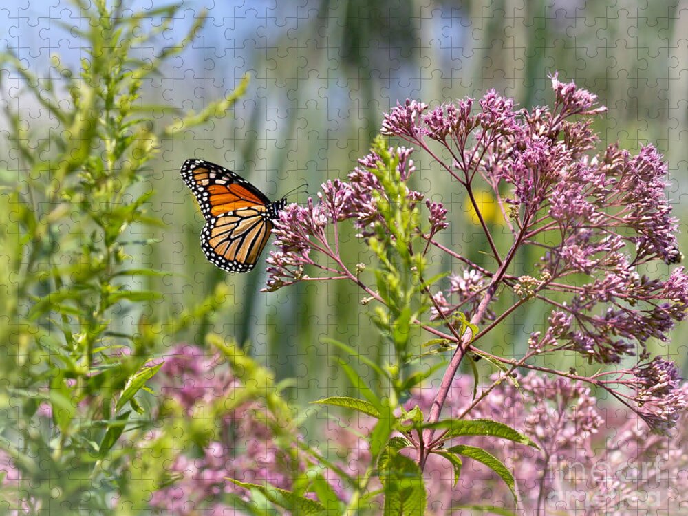 Monarch Butterfly Jigsaw Puzzle featuring the photograph Monarch Butterfly in Joe Pye Weed by Kerri Farley