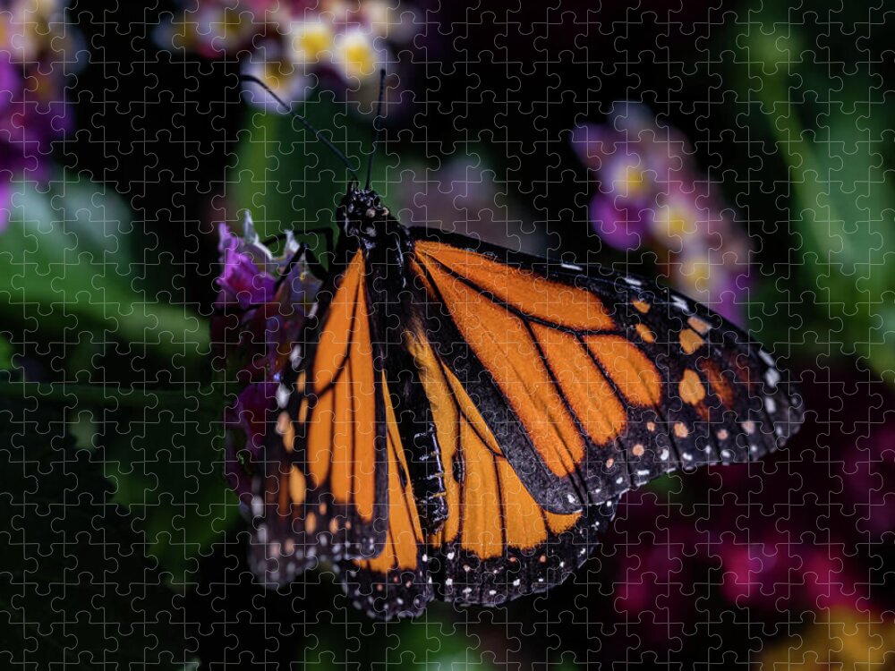 Jay Stockhaus Jigsaw Puzzle featuring the photograph Monarch by Jay Stockhaus