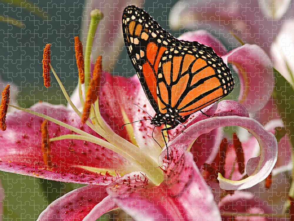 Cindi Ressler Jigsaw Puzzle featuring the photograph Monarch on a Stargazer Lily by Cindi Ressler