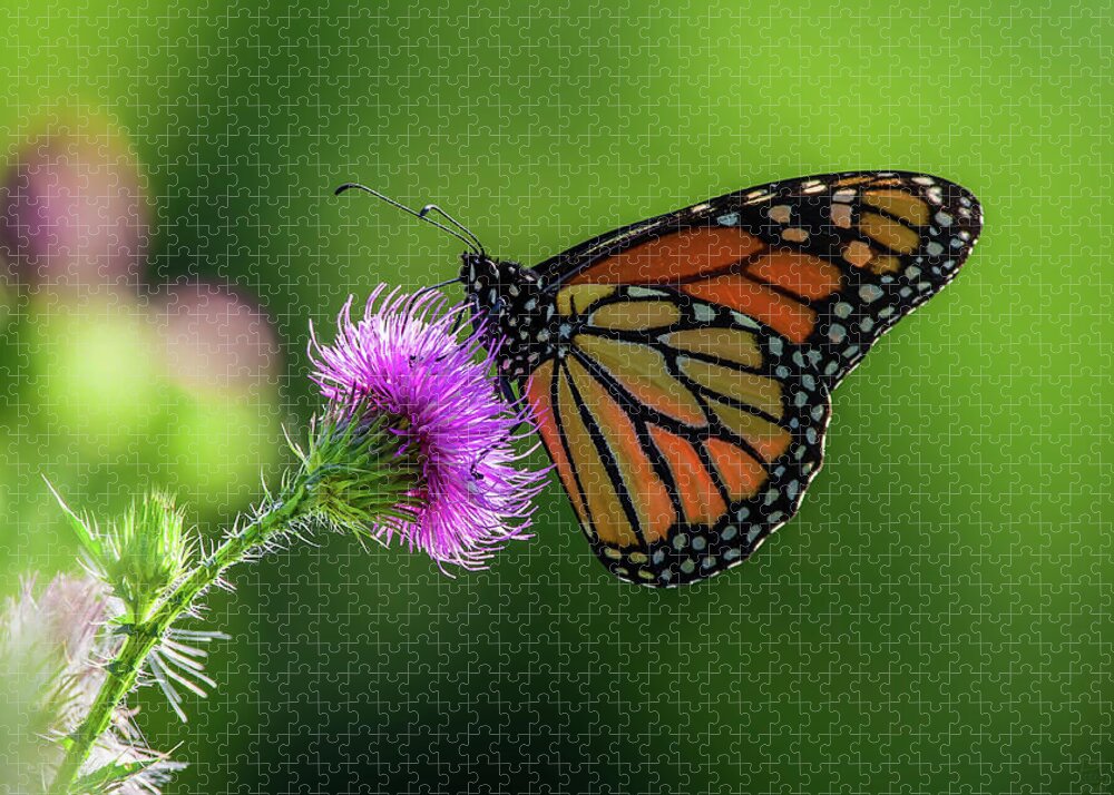 Monarch Butterfly Purple Thistle Flower Green Spring Horizontal Landscape Scenic Jigsaw Puzzle featuring the photograph Monarch on purple Canada Thistle by Peter Herman