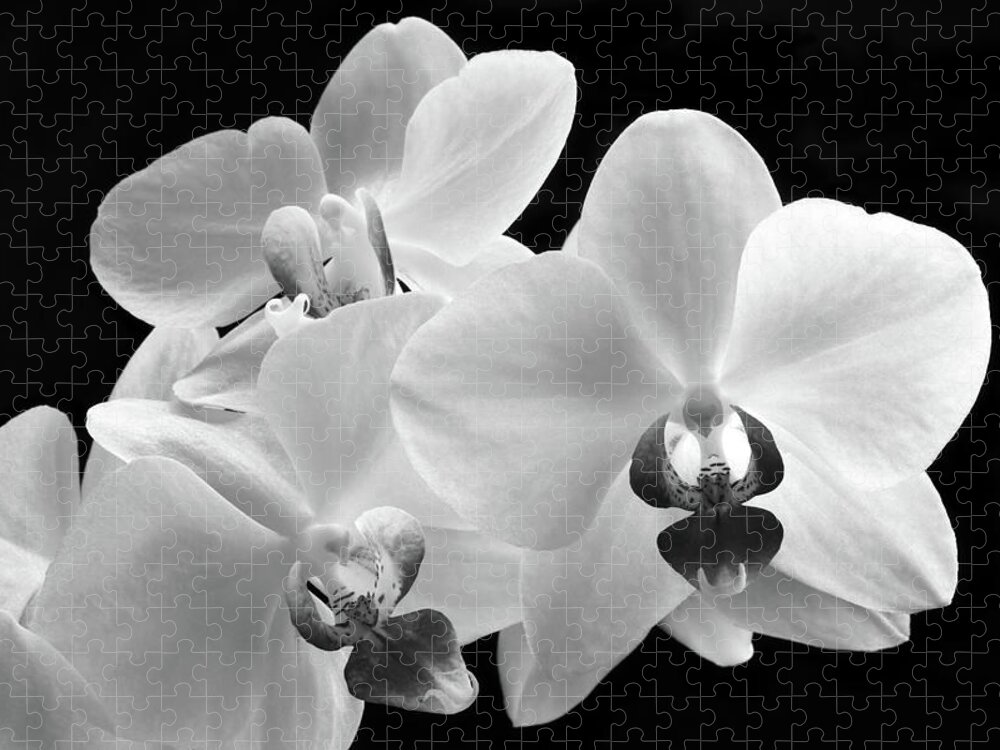 Orchid Jigsaw Puzzle featuring the photograph Monochrome Orchid by Terence Davis