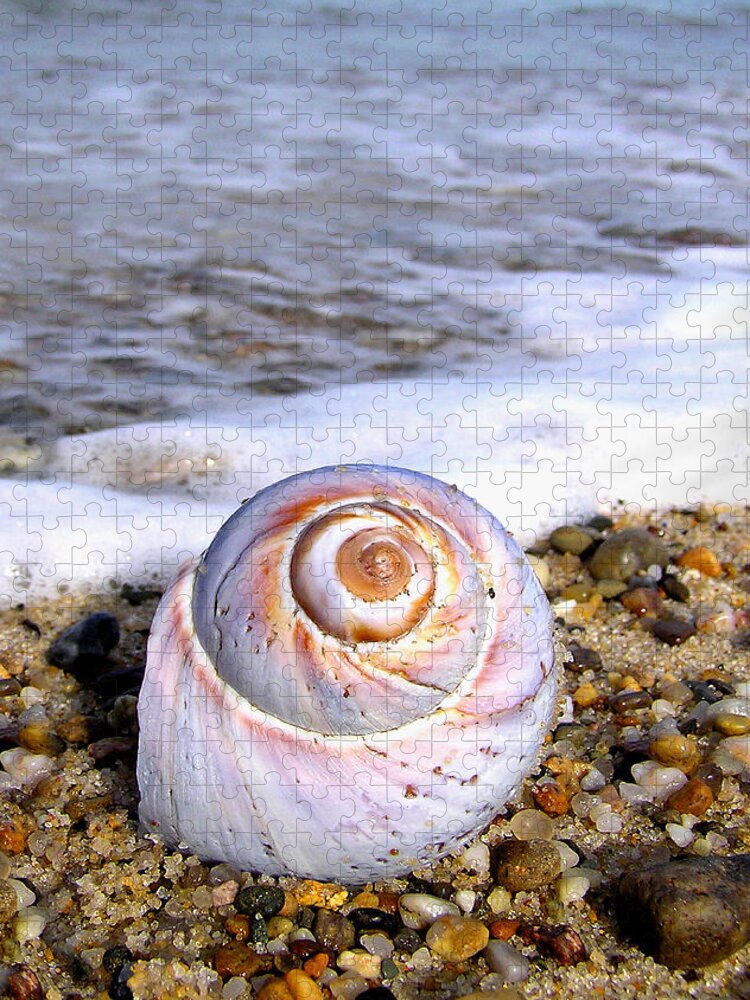 Moon Jigsaw Puzzle featuring the photograph Moon Snail by Charles Harden