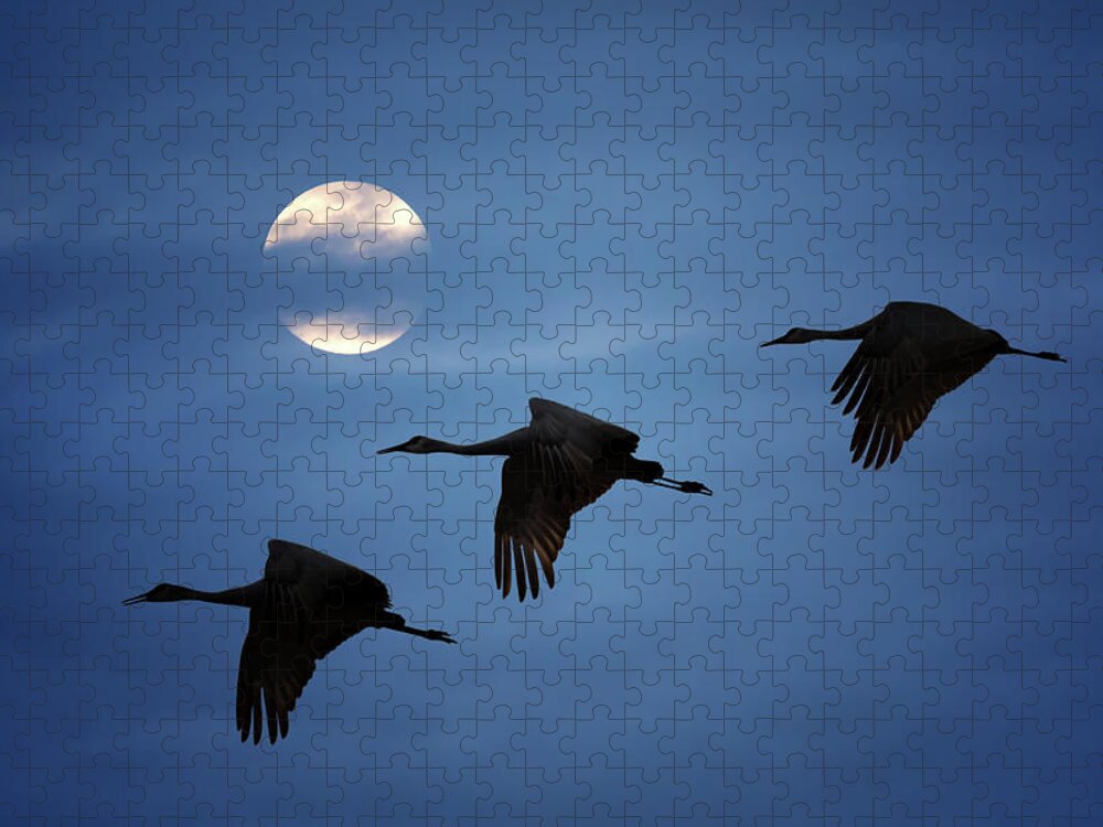 Sandhill Crane Jigsaw Puzzle featuring the photograph Moonlit Flight by Susan Rissi Tregoning