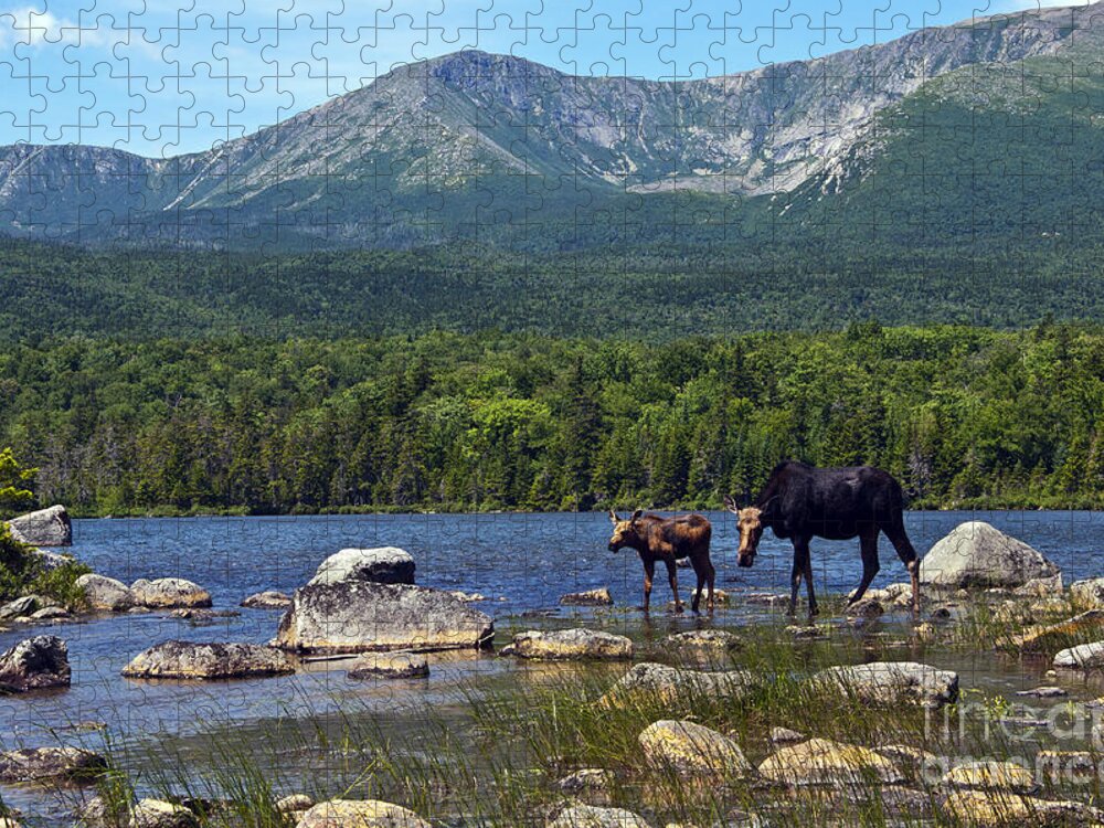 Maine Jigsaw Puzzle featuring the photograph Moose Baxter State Park Maine 2 by Glenn Gordon