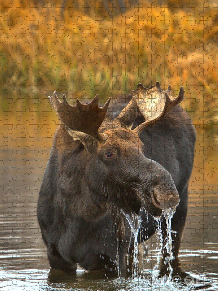 Moose Drool Jigsaw Puzzle featuring the photograph Moose Gusher by Adam Jewell