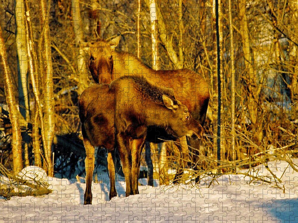 Morning Jigsaw Puzzle featuring the photograph Moose in the Morning by Juergen Weiss
