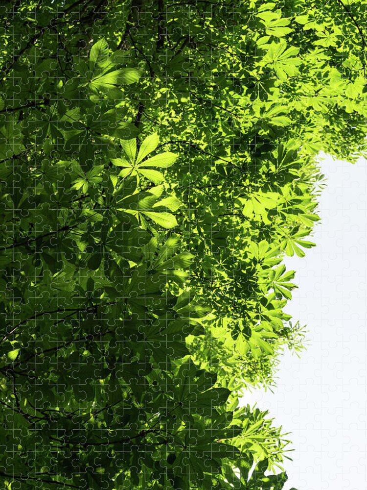Georgia Mizuleva Jigsaw Puzzle featuring the photograph More Than Fifty Shades Of Green - Sunlit Chestnut Leaves Patterns - Vertical Left Two by Georgia Mizuleva